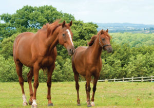equine electric fencing