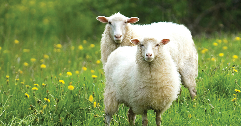Vedação eléctrica temporária para pastoreio em faixas em explorações de ovinos