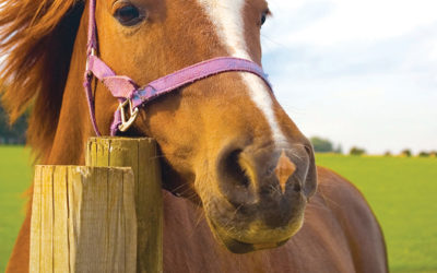 Une clôture électrique à énergie solaire sécurise l'enclos des chevaux de la famille