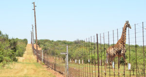 electric fence installations