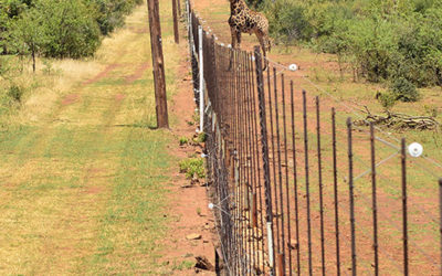 electric fence installation
